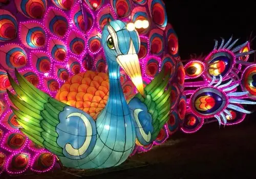 Magical Lantern Festival 2017_Peacock