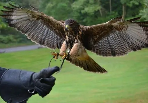 Falconry at Ashford Castle