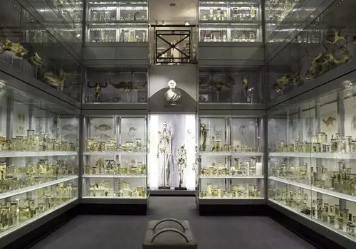 Hunterian Museum @ The Royal College of Surgeon's
