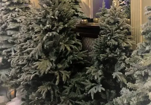 Christmas Trees 2017